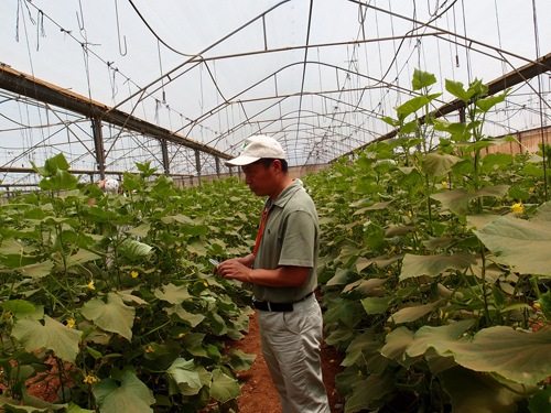 專家現場指導大棚蔬菜種植