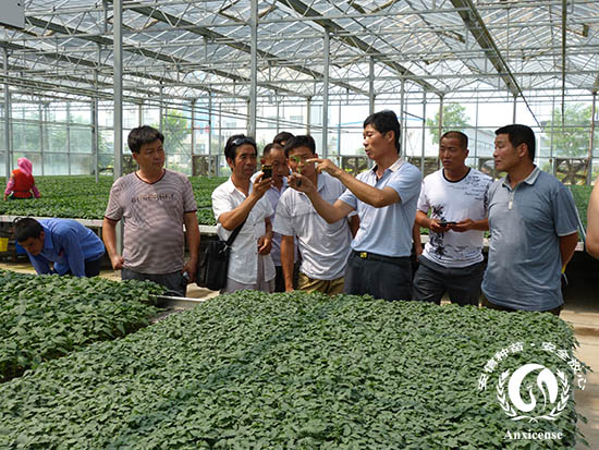 [陜西]涇陽種植戶參觀考察安信西紅柿種苗基地